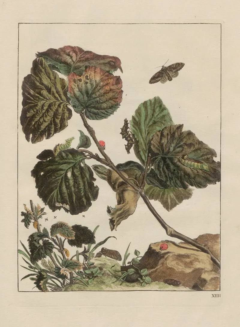 Naauwkeurige Waarneemingen Omtrent De Veranderingen Van Veele Insekten Of Gekorvene Diertjes Pl 14 Wall Art by Jacob L'Admiral - High-Resolution Digital Print