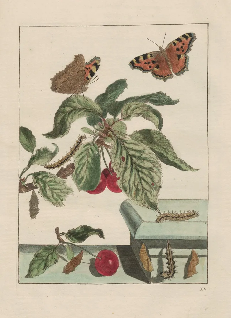 Naauwkeurige Waarneemingen Omtrent De Veranderingen Van Veele Insekten Of Gekorvene Diertjes Pl 15 Wall Art by Jacob L'Admiral - High-Resolution Digital Print