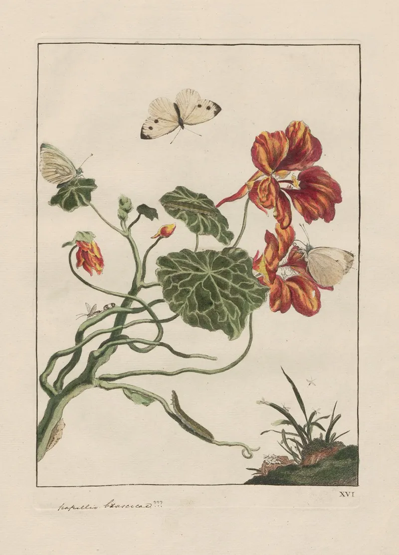 Naauwkeurige Waarneemingen Omtrent De Veranderingen Van Veele Insekten Of Gekorvene Diertjes Pl 16 Wall Art by Jacob L'Admiral - High-Resolution Digital Print