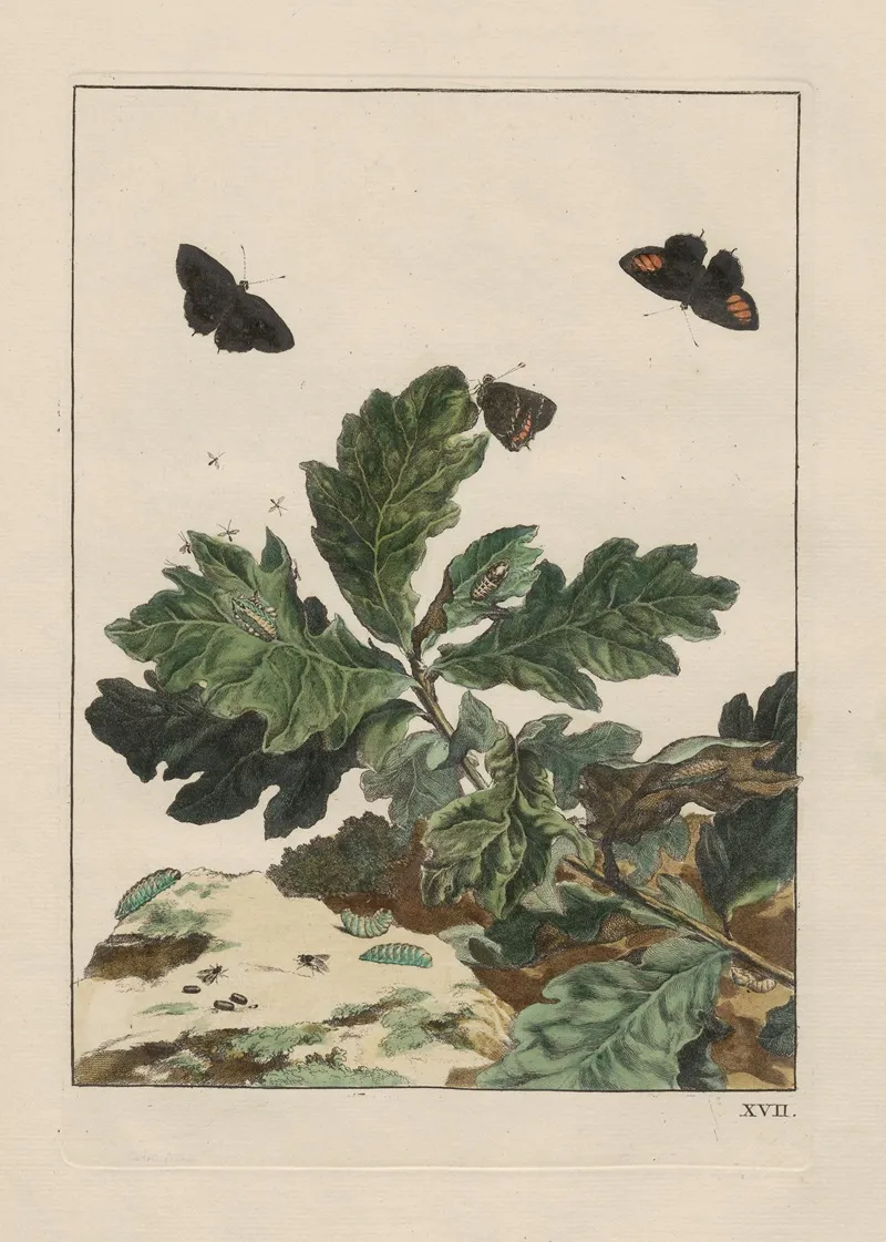Naauwkeurige Waarneemingen Omtrent De Veranderingen Van Veele Insekten Of Gekorvene Diertjes Pl 17 Wall Art by Jacob L'Admiral - High-Resolution Digital Print