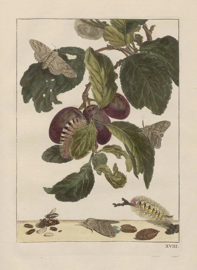 Naauwkeurige Waarneemingen Omtrent De Veranderingen Van Veele Insekten Of Gekorvene Diertjes Pl 18 Wall Art by Jacob L'Admiral - High-Resolution Digital Print