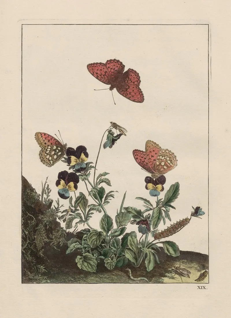 Naauwkeurige Waarneemingen Omtrent De Veranderingen Van Veele Insekten Of Gekorvene Diertjes Pl 19 Wall Art by Jacob L'Admiral - High-Resolution Digital Print