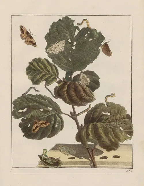 Naauwkeurige Waarneemingen Omtrent De Veranderingen Van Veele Insekten Of Gekorvene Diertjes Pl 20 Wall Art by Jacob L'Admiral - High-Resolution Digital Print