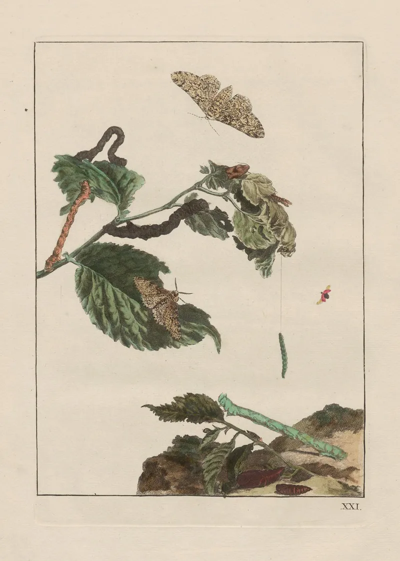 Naauwkeurige Waarneemingen Omtrent De Veranderingen Van Veele Insekten Of Gekorvene Diertjes Pl 21 Wall Art by Jacob L'Admiral - High-Resolution Digital Print