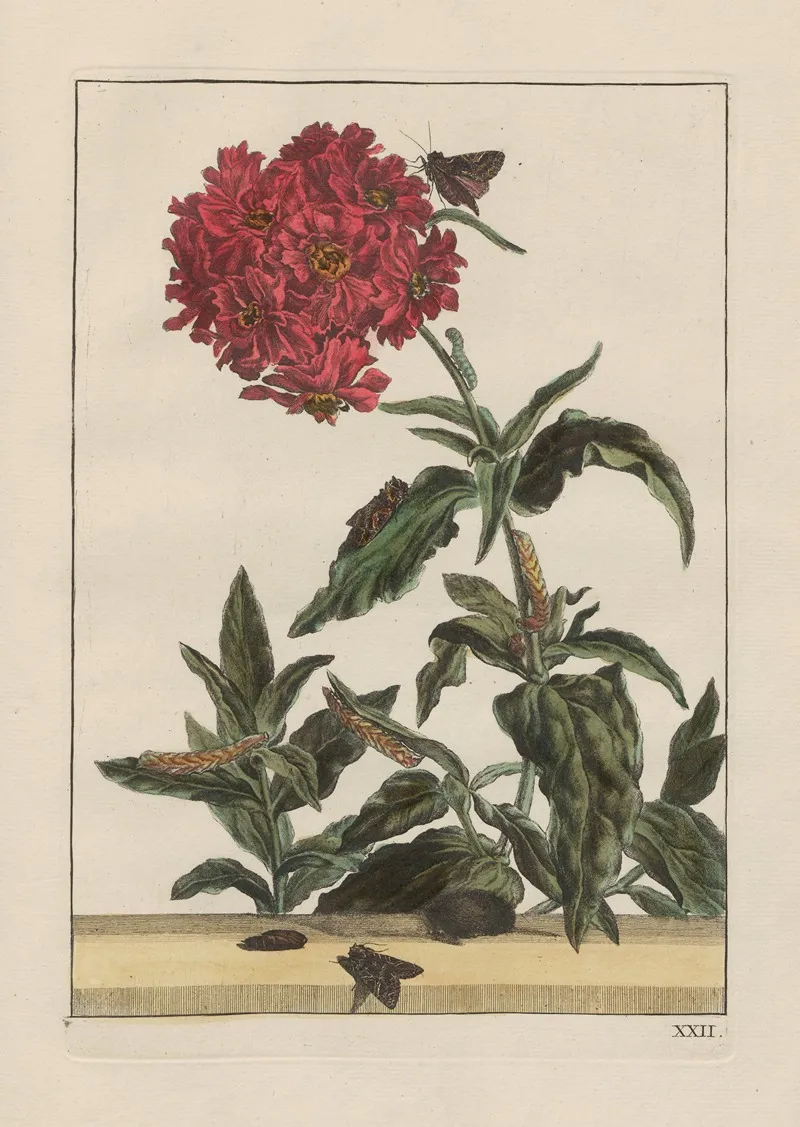 Naauwkeurige Waarneemingen Omtrent De Veranderingen Van Veele Insekten Of Gekorvene Diertjes Pl 22 Wall Art by Jacob L'Admiral - High-Resolution Digital Print