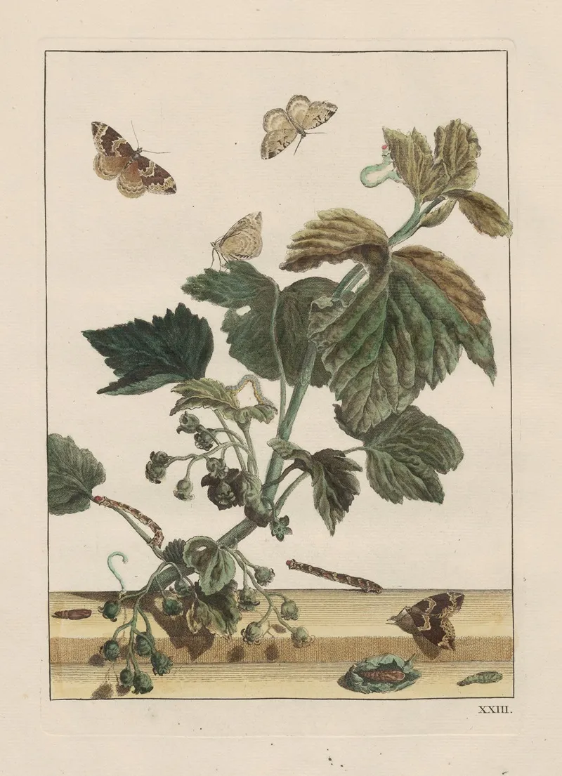 Naauwkeurige Waarneemingen Omtrent De Veranderingen Van Veele Insekten Of Gekorvene Diertjes Pl 23 Wall Art by Jacob L'Admiral - High-Resolution Digital Print