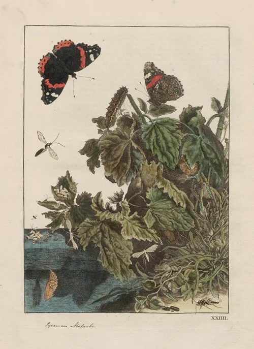 Naauwkeurige Waarneemingen Omtrent De Veranderingen Van Veele Insekten Of Gekorvene Diertjes Pl 24 Wall Art by Jacob L'Admiral - High-Resolution Digital Print