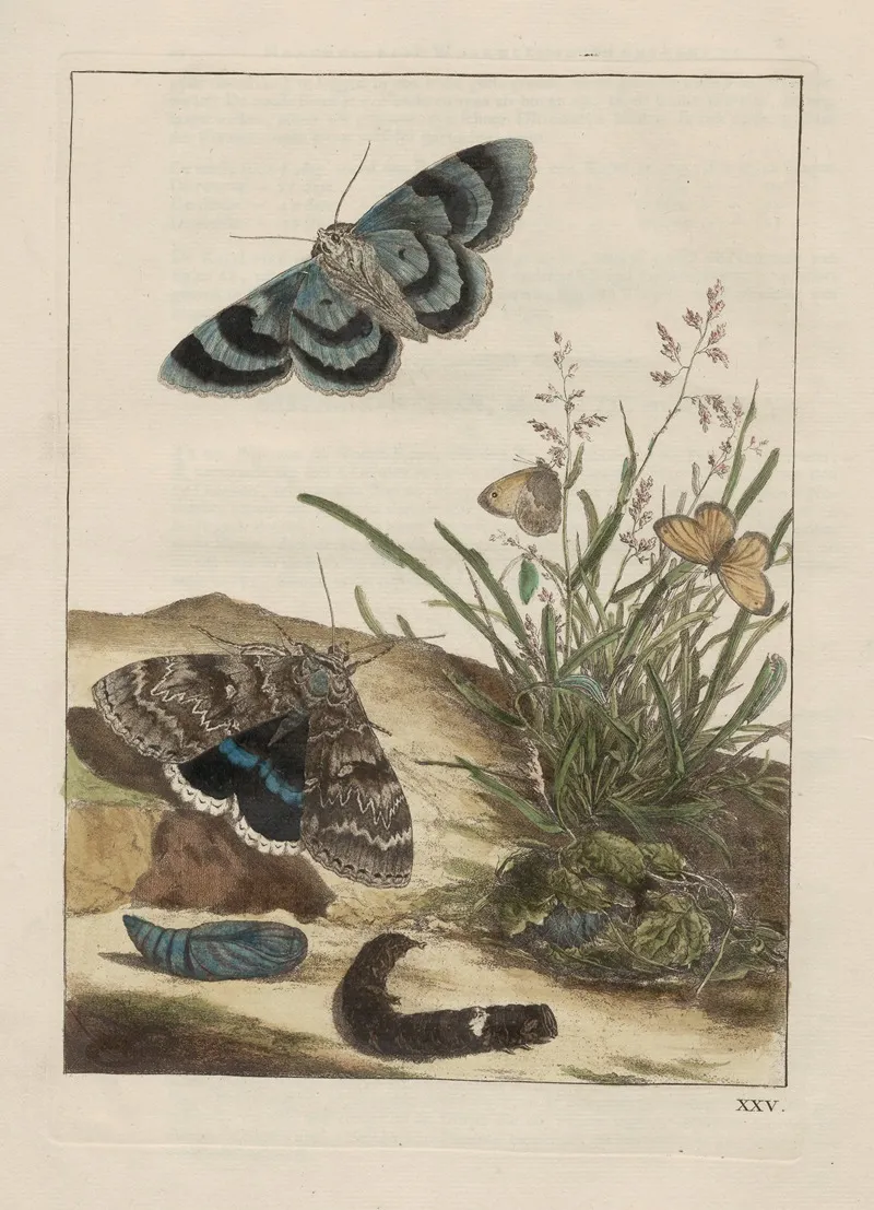 Naauwkeurige Waarneemingen Omtrent De Veranderingen Van Veele Insekten Of Gekorvene Diertjes Pl 25 Wall Art by Jacob L'Admiral - High-Resolution Digital Print