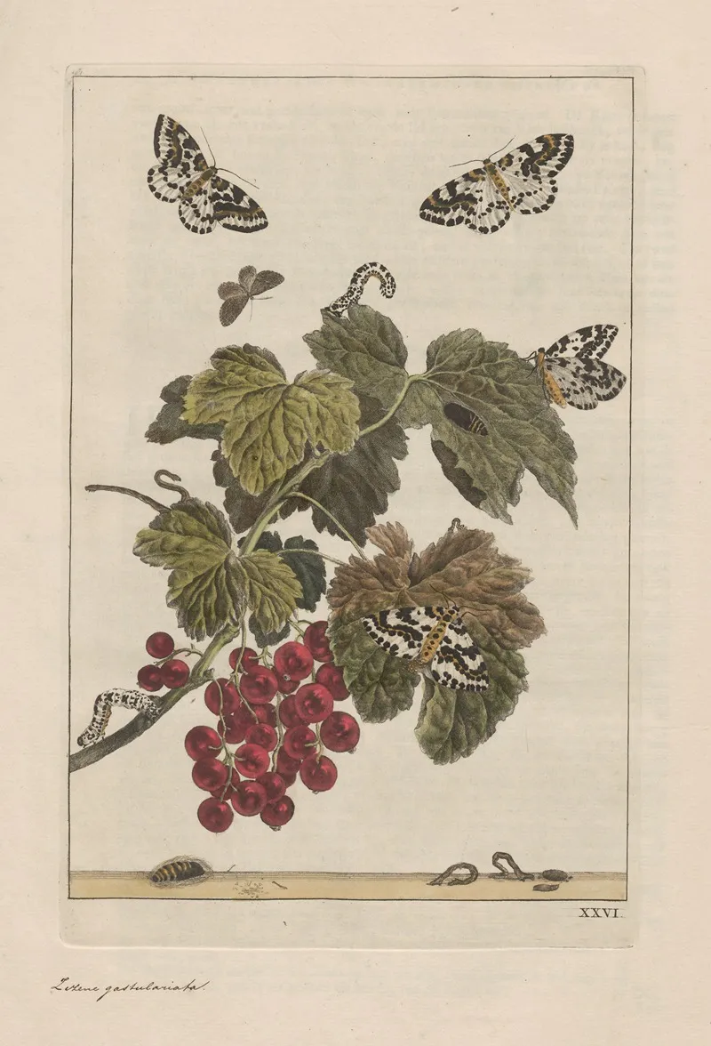Naauwkeurige Waarneemingen Omtrent De Veranderingen Van Veele Insekten Of Gekorvene Diertjes Pl 26 Wall Art by Jacob L'Admiral - High-Resolution Digital Print