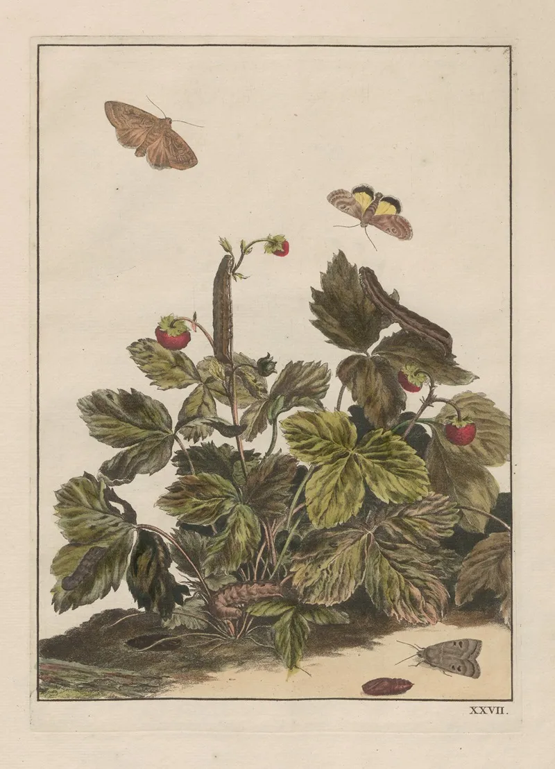 Naauwkeurige Waarneemingen Omtrent De Veranderingen Van Veele Insekten Of Gekorvene Diertjes Pl 27 Wall Art by Jacob L'Admiral - High-Resolution Digital Print