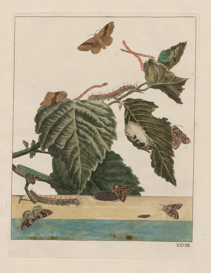 Naauwkeurige Waarneemingen Omtrent De Veranderingen Van Veele Insekten Of Gekorvene Diertjes Pl 28 Wall Art by Jacob L'Admiral - High-Resolution Digital Print
