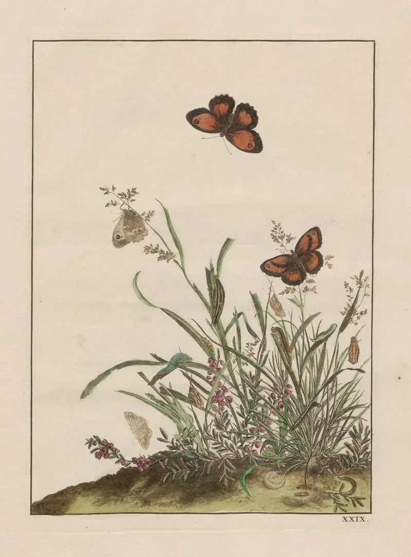 Naauwkeurige Waarneemingen Omtrent De Veranderingen Van Veele Insekten Of Gekorvene Diertjes Pl 29 Wall Art by Jacob L'Admiral - High-Resolution Digital Print