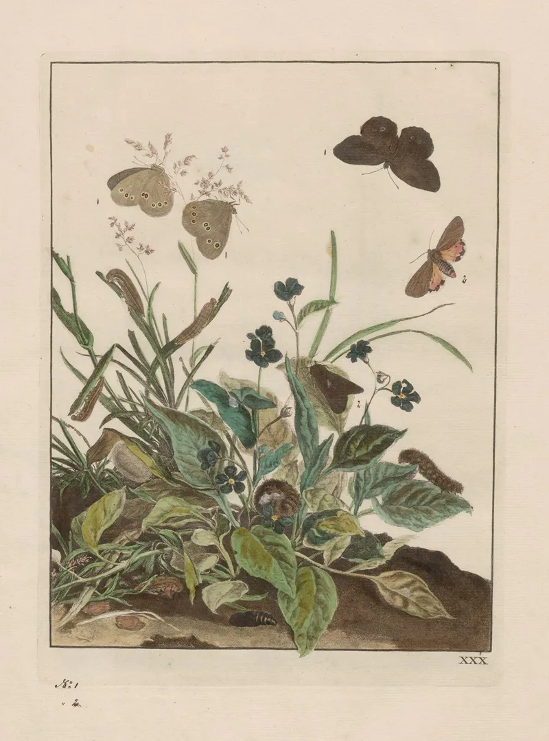 Naauwkeurige Waarneemingen Omtrent De Veranderingen Van Veele Insekten Of Gekorvene Diertjes Pl 30 Wall Art by Jacob L'Admiral - High-Resolution Digital Print