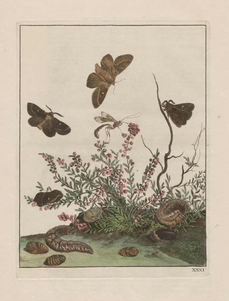 Naauwkeurige Waarneemingen Omtrent De Veranderingen Van Veele Insekten Of Gekorvene Diertjes Pl 31 Wall Art by Jacob L'Admiral - High-Resolution Digital Print