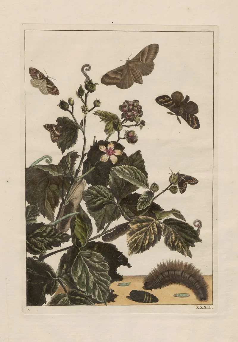 Naauwkeurige Waarneemingen Omtrent De Veranderingen Van Veele Insekten Of Gekorvene Diertjes Pl 32 Wall Art by Jacob L'Admiral - High-Resolution Digital Print