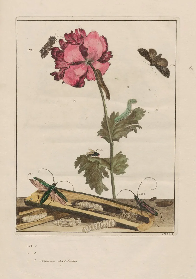 Naauwkeurige Waarneemingen Omtrent De Veranderingen Van Veele Insekten Of Gekorvene Diertjes Pl 33 Wall Art by Jacob L'Admiral - High-Resolution Digital Print