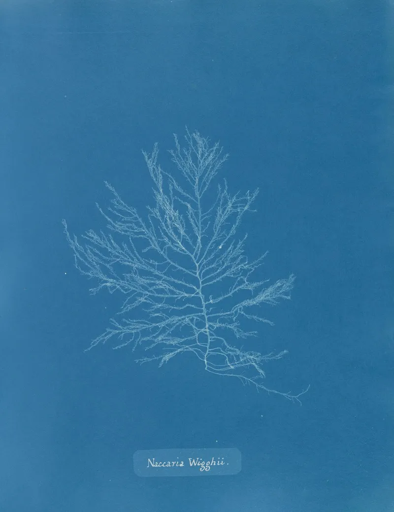Naccaria Wigghii Wall Art by Anna Atkins - High-Resolution Digital Print