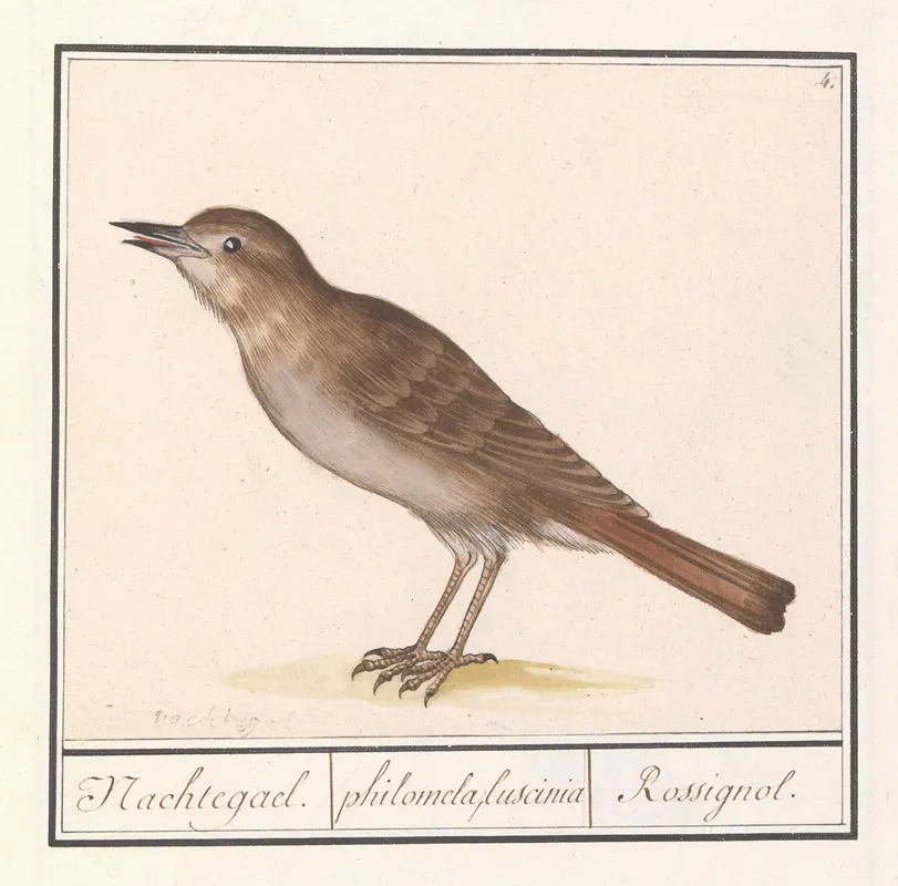 Nachtegaal Luscinia Megarhynchos Wall Art by Anselmus Boëtius de Boodt - High-Resolution Digital Print