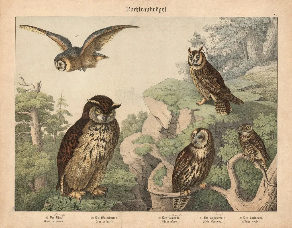 Nachtraubvogel A Der Uhu B Die Waldohreule C Der Waldkauz D Die Schleiereule E Der Steinkauz Wall Art by Gotthilf Heinrich von Schubert - High-Resolution Digital Print