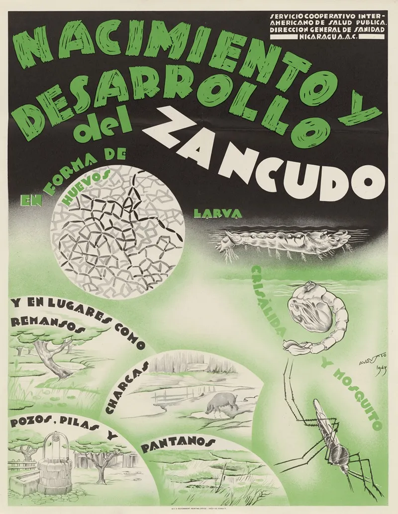 Nacimiento Y Desarrollo Del Zancudo