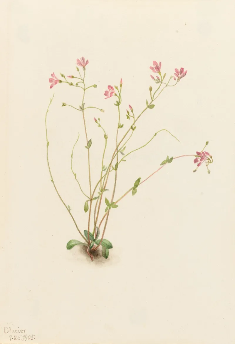Naiad Spring Beauty Claytonia Parvifolia