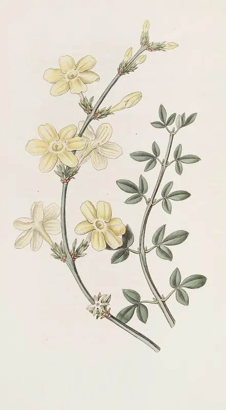 Naked Flowered Jasmine Wall Art by Sydenham Edwards - High-Resolution Digital Print