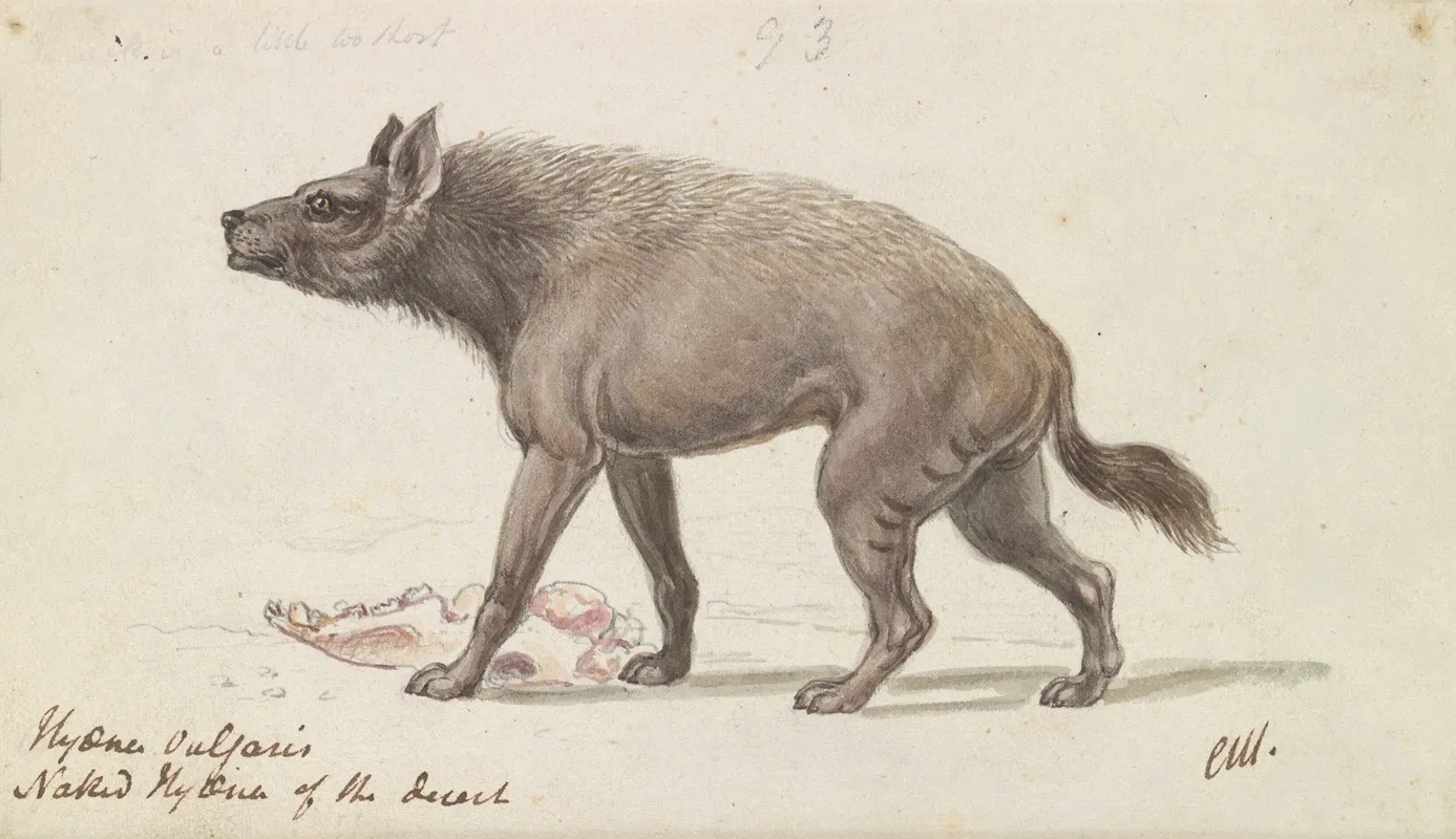 Naked Hyaena Of The Deserts Of Nubia