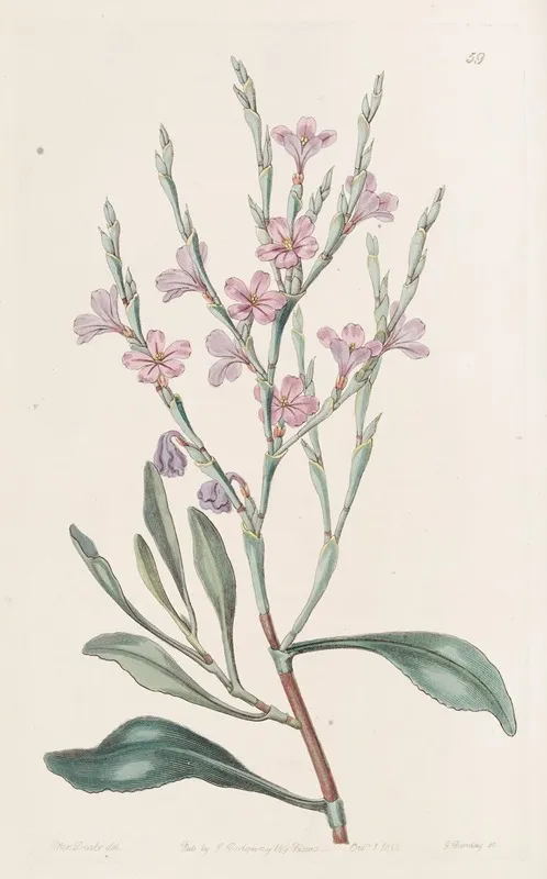 Naked Monopetalus Sea Lavender Wall Art by Sydenham Edwards - High-Resolution Digital Print