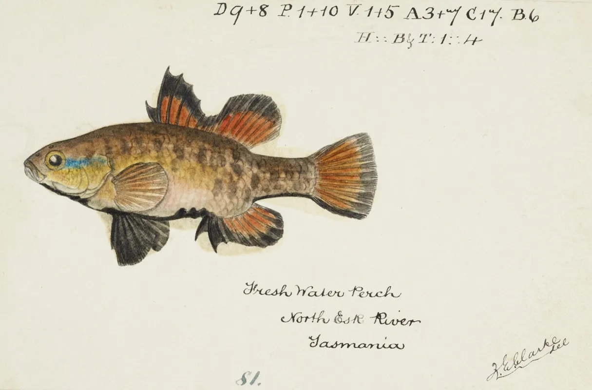Nannoperca Australis Tas Eel