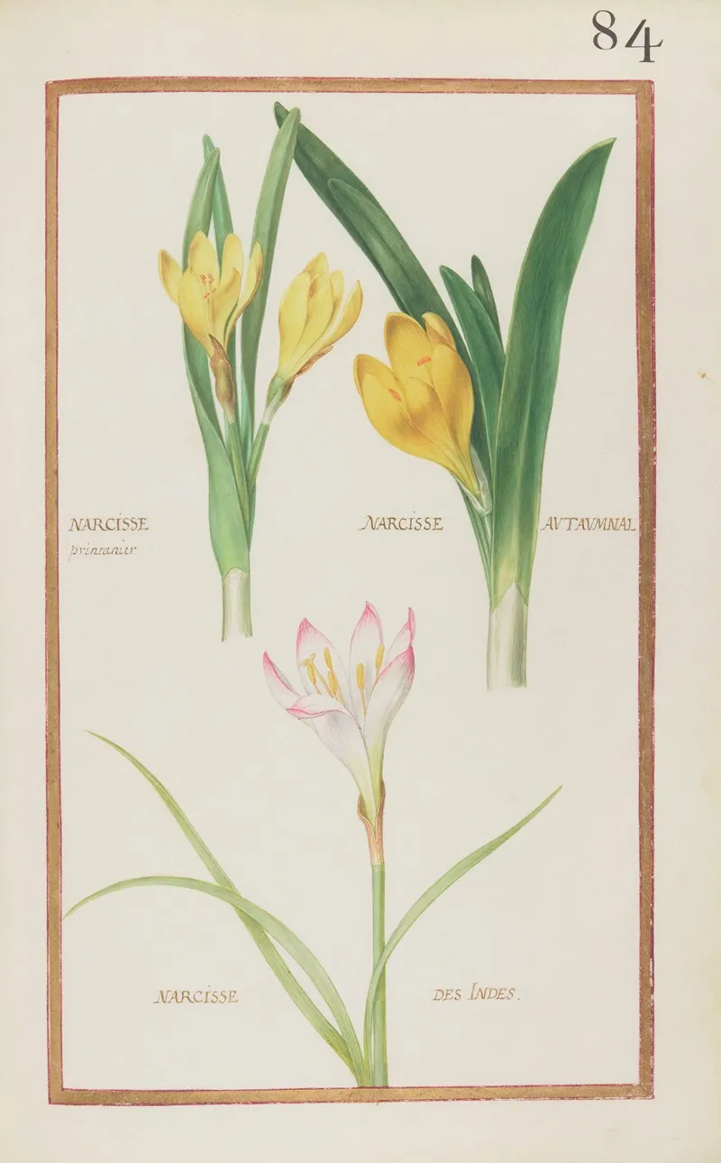 Narcisse Printanier Narcisse Autaumnal Narcisse Des Indes by Daniel Rabel - High-Resolution Digital Print