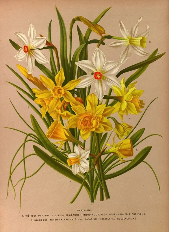 Narcissus 1 Wall Art by Arentina Hendrica Arendsen - High-Resolution Digital Print