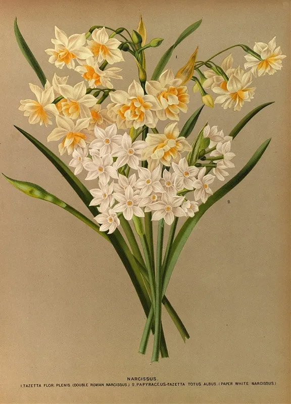 Narcissus 2 Wall Art by Arentina Hendrica Arendsen - High-Resolution Digital Print