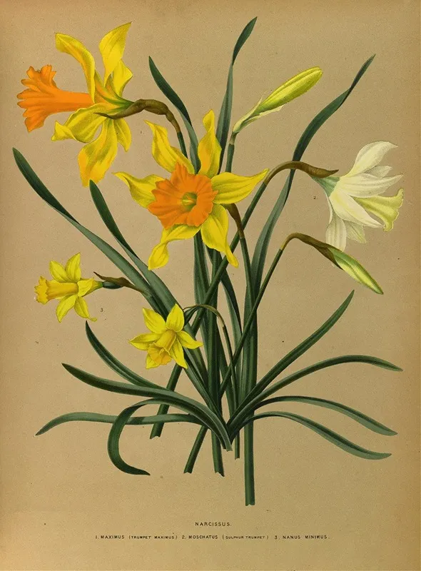 Narcissus 3 Wall Art by Arentina Hendrica Arendsen - High-Resolution Digital Print