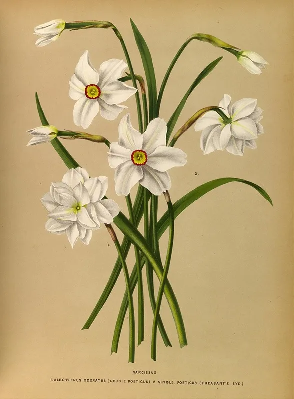 Narcissus 4 Wall Art by Arentina Hendrica Arendsen - High-Resolution Digital Print