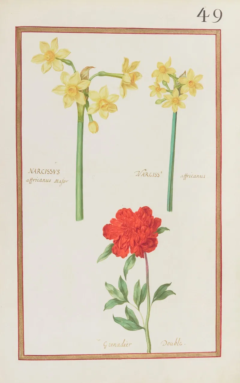 Narcissus Africanus Major Narciss Africanus Grenadier Double Wall Art by Daniel Rabel - High-Resolution Digital Print