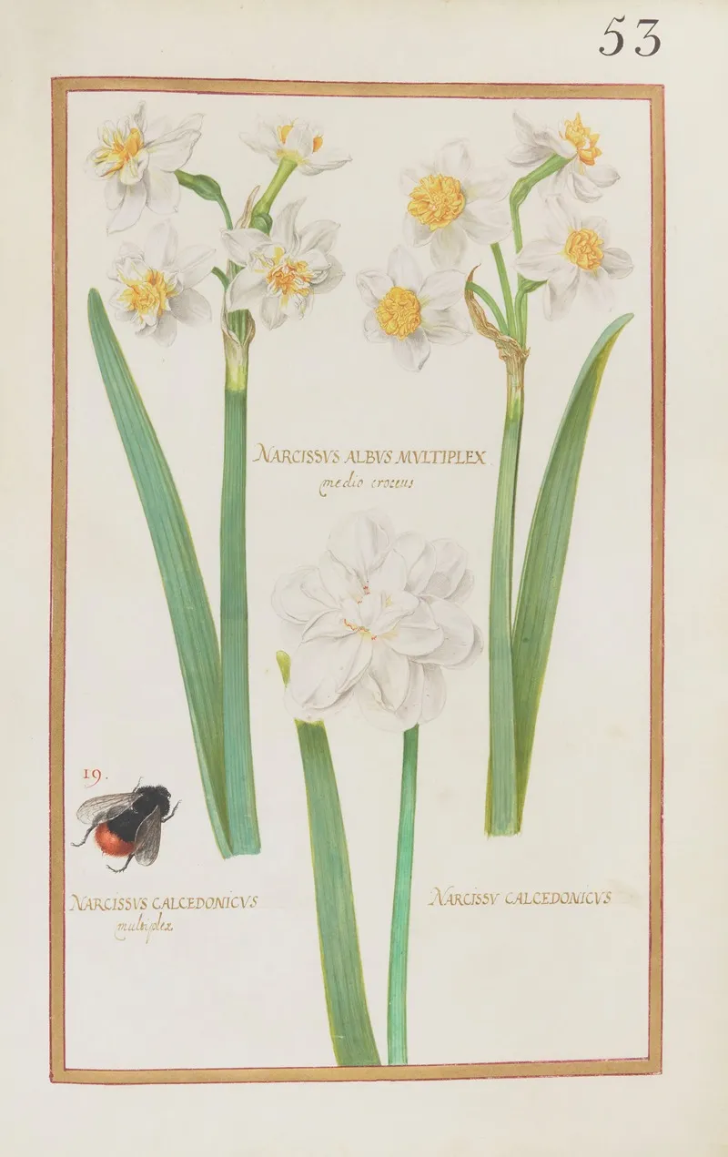 Narcissus Albus Multiplex Medio Croceus Narcissus Calcedonicus Multiplex Narcissus Calcedonicus Wall Art by Daniel Rabel - High-Resolution Digital Print
