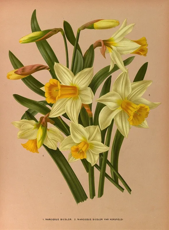 Narcissus Bicolor 2 Narcissus Bicolor Var Horsfieldi Wall Art by Arentina Hendrica Arendsen - High-Resolution Digital Print