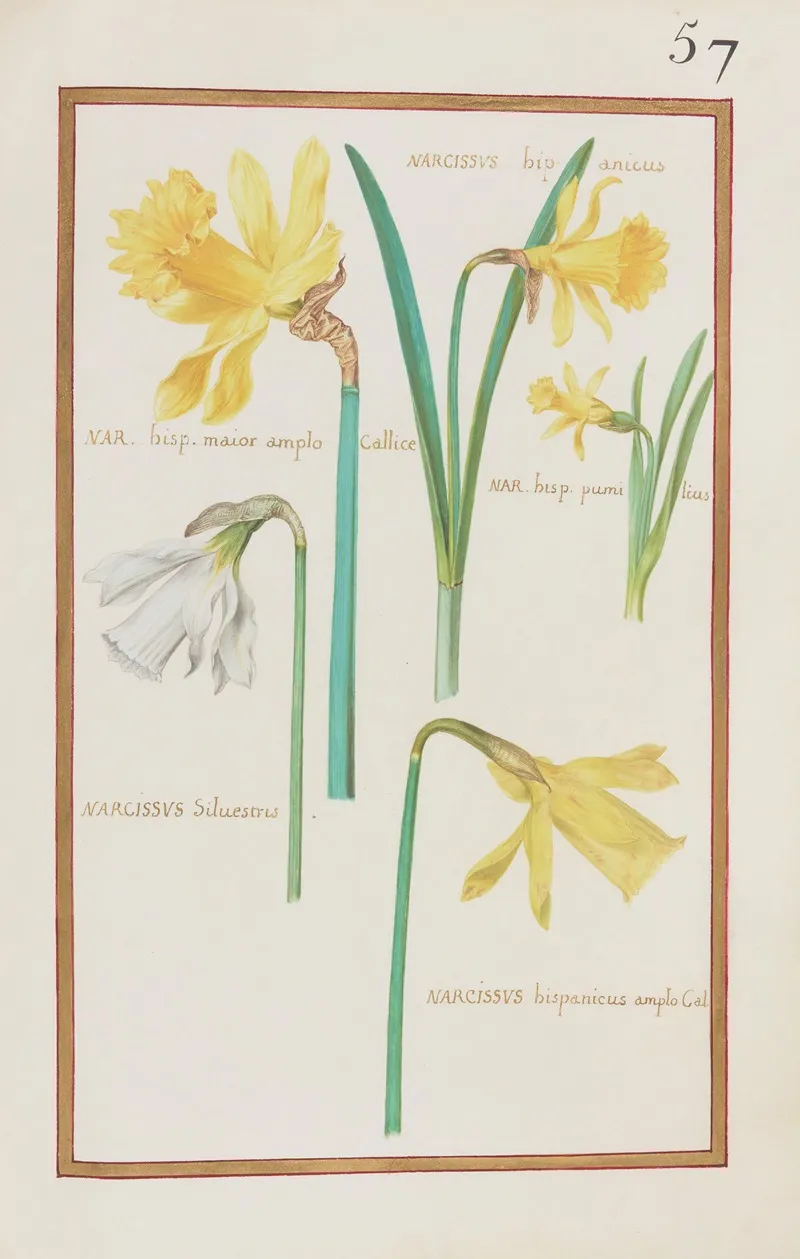 Narcissus Hipanicus Nar Hisp Maior Amplo Callice Nar Hisp Pumilius Narcissus Silvestris Wall Art by Daniel Rabel - High-Resolution Digital Print