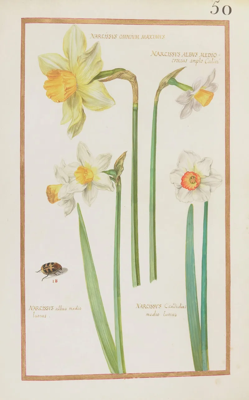Narcissus Omnium Maximus Narcissus Albus Medio Croceus Amplo Calice Narcissus Albus Medio Luteus Wall Art by Daniel Rabel - High-Resolution Digital Print