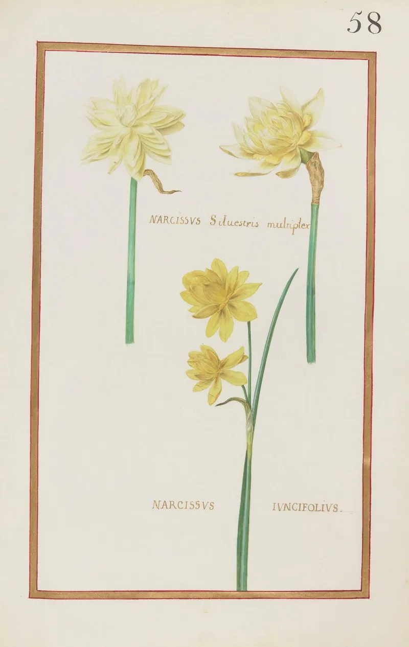 Narcissus Silvestris Multiplex Narcissus Iuncifolius Wall Art by Daniel Rabel - High-Resolution Digital Print