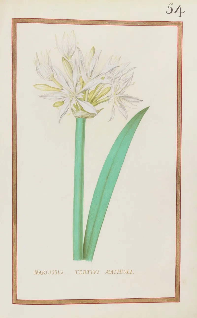 Narcissus Tertius Mathioli Wall Art by Daniel Rabel - High-Resolution Digital Print