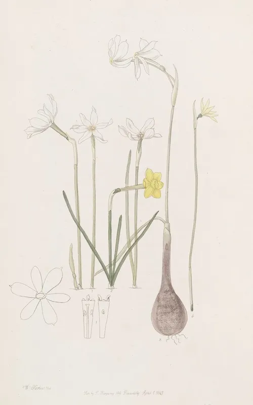 Narcissuses Wall Art by Sydenham Edwards - High-Resolution Digital Print
