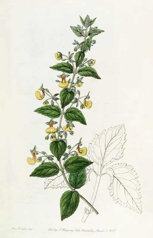 Narrow Flowered Calceolaria Wall Art by Sydenham Edwards - High-Resolution Digital Print