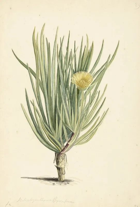 Narrow Leaved Iceplant In Bloom Wall Art by Laurens Vincentsz. van der Vinne - High-Resolution Digital Print