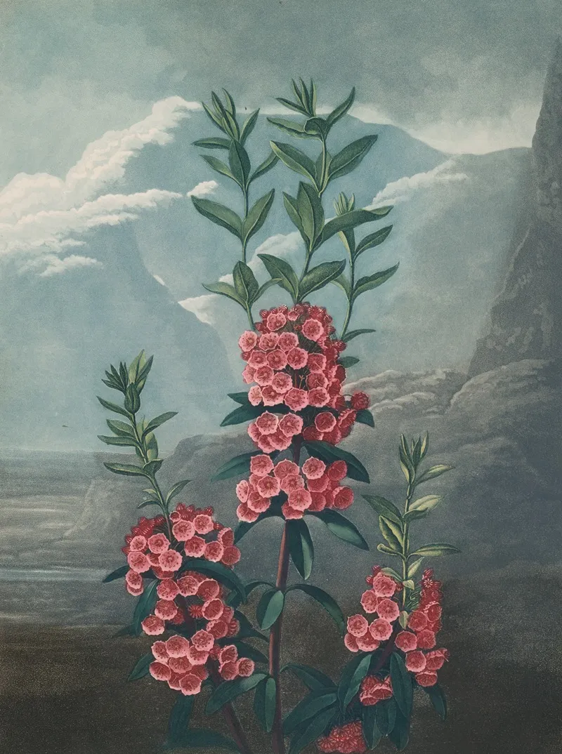Narrow Leaved Kalmia 2 Wall Art by Robert John Thornton - High-Resolution Digital Print