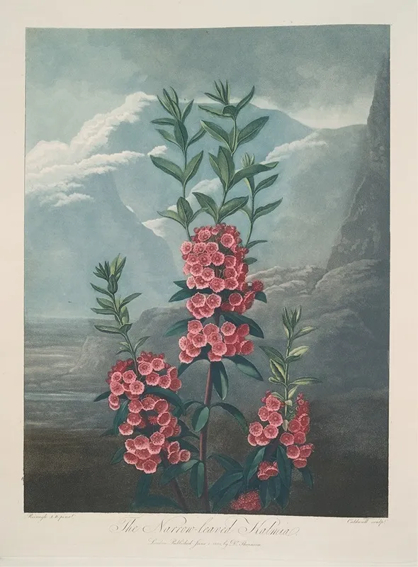 Narrow Leaved Kalmia Wall Art by Robert John Thornton - High-Resolution Digital Print