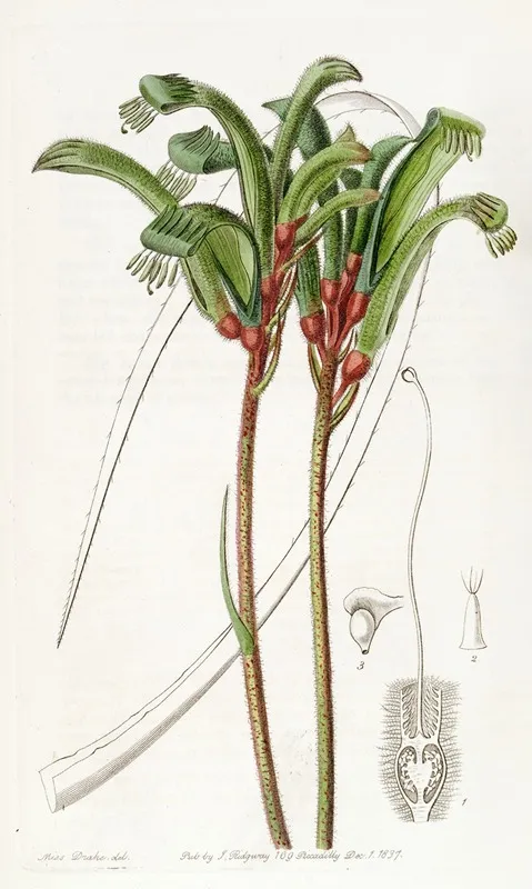 Narrow Leaved Manglesian Anigozanthus Wall Art by Sydenham Edwards - High-Resolution Digital Print