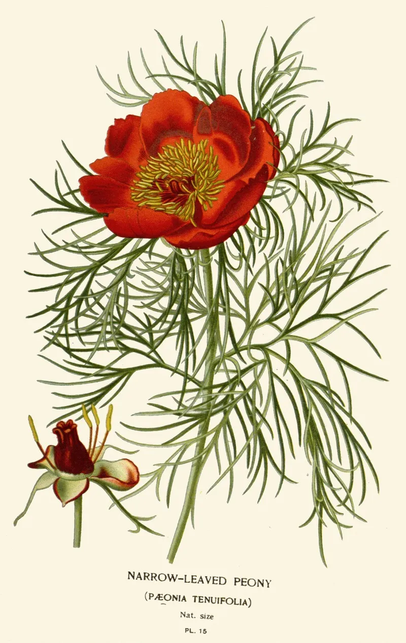 Narrow Leaved Peony Wall Art by Edward Step - High-Resolution Digital Print