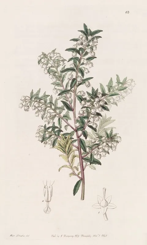Narrow Leaved Pernettya Wall Art by Sydenham Edwards - High-Resolution Digital Print
