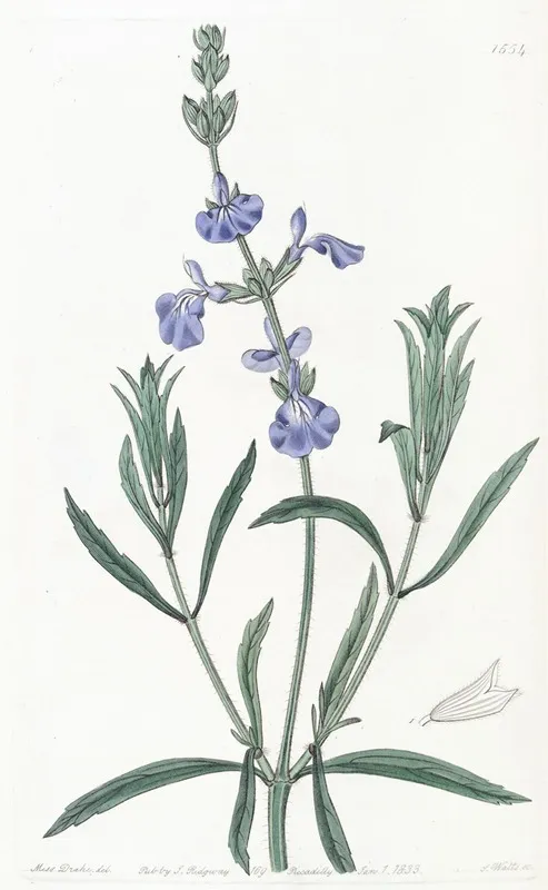 Narrow Leaved Sage Wall Art by Sydenham Edwards - High-Resolution Digital Print